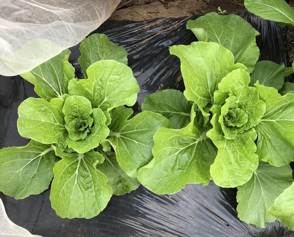 無農薬 固定種野菜の育て方 ７ 間引き収穫 アブラムシ対策 Praise Nature