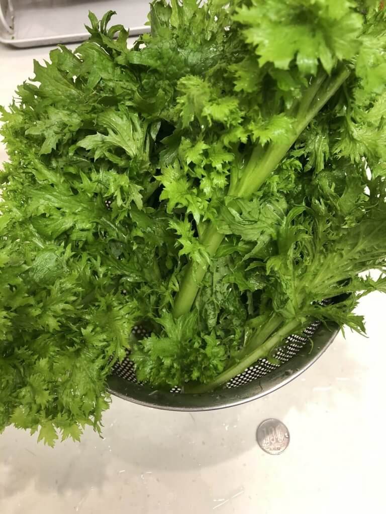 無農薬 固定種野菜の育て方 ８ 収穫 アブラムシvsてんとう虫 いちご手入れ Praise Nature