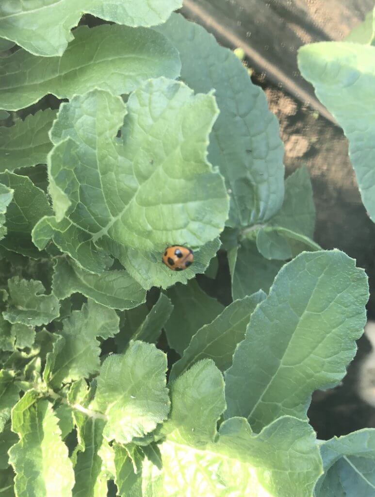 無農薬 固定種野菜の育て方 ８ 収穫 アブラムシvsてんとう虫 いちご手入れ Praise Nature