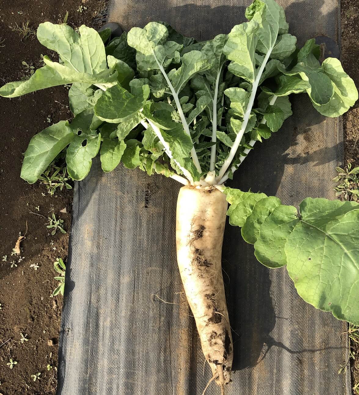 無農薬 固定種野菜の育て方 10 初の白菜の収穫 Praise Nature