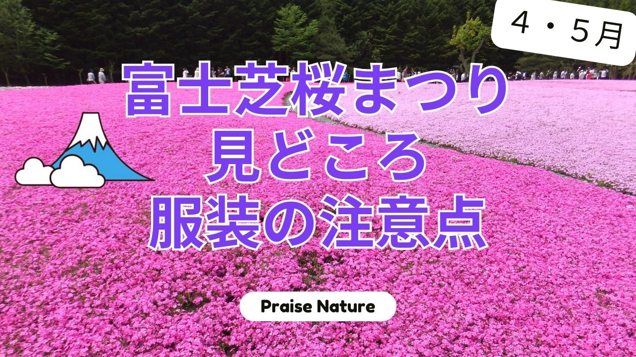 富士芝桜まつり 見どころ 服装 注意点