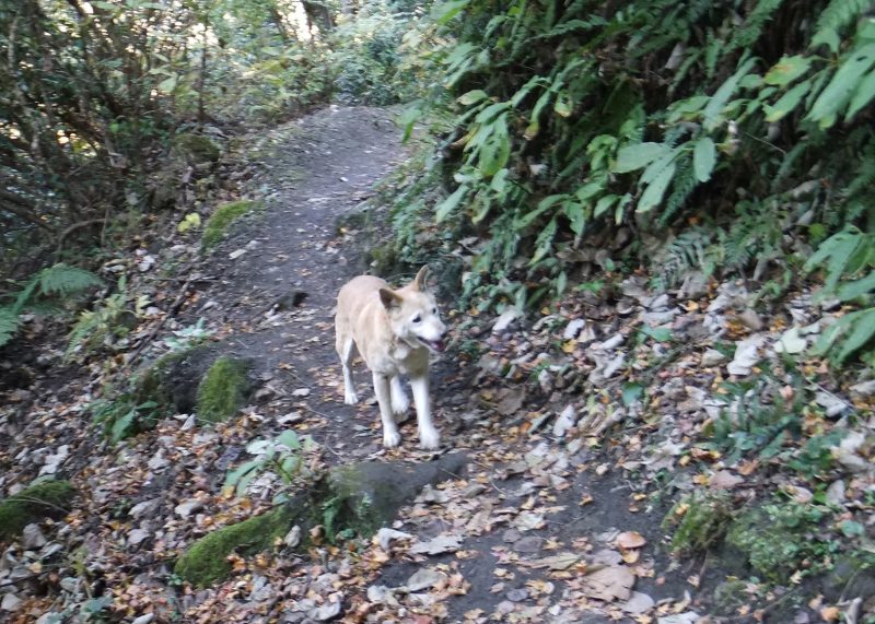 鋸山 登山道 犬の散歩