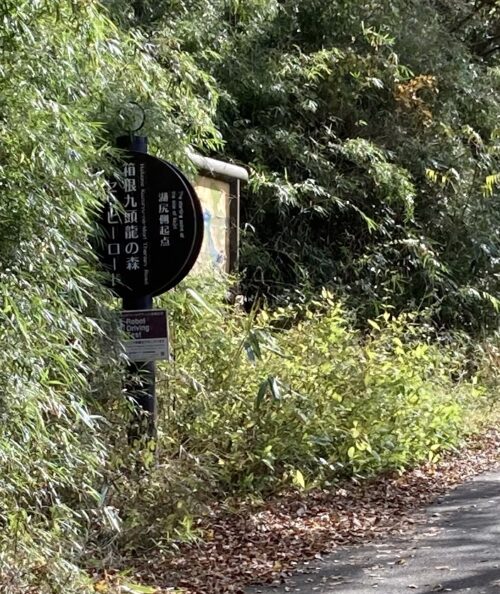 箱根 九頭竜の森 セラピーロード